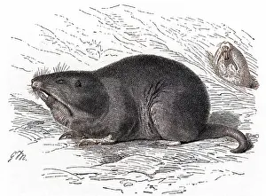 Botta: POCKET GOPHER