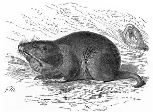 Botta: POCKET GOPHER