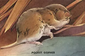 Gopher: Pocket Gopher