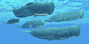 Whales: A pod of sperm whales swimming together