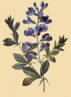 Australis: Podalyria australis - Baptisia australis