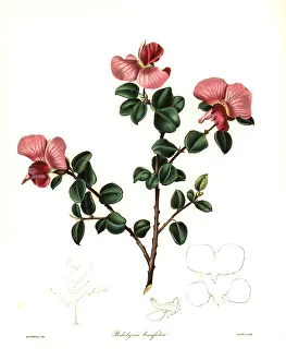 Glauca: Podalyria glauca