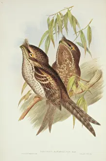 Ocellatus: Podargus ocellatus, marbled frogmouth