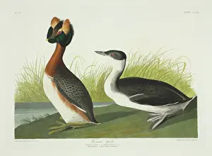 Podiceps: Podiceps auritus, Slavonian grebe