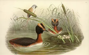 Podiceps: Podiceps auritus, Slavonian grebe, Panurus biamarus, bearded