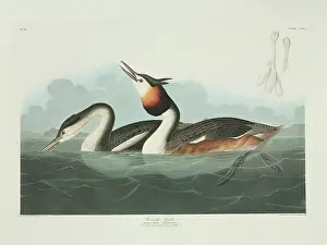 Podiceps: Podiceps cristatus, great crested grebe