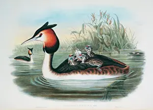 Podiceps: Podiceps cristatus, great crested grebe