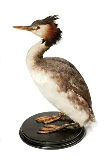 Podiceps: Podiceps cristatus, great crested grebe