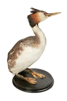 Podiceps: Podiceps cristatus, great crested grebe