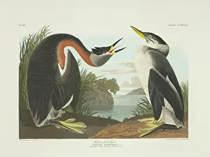 Podiceps: Podiceps grisegena, red-necked grebe