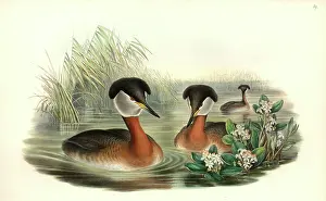 Podiceps: Podiceps grisegena, red-necked grebe