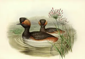Podiceps: Podiceps nigricollis, black-necked grebe