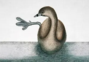 Lobe: Podilymbus podiceps, pied-billed grebe