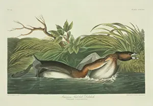 Podiceps: Podilymbus podiceps, pied-billed grebe