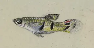 Plantagenet: Poeciliidae sp, Guppy