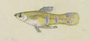 Plantagenet: Poeciliidae sp, Guppy