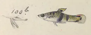 Plantagenet: Poeciliidae sp, Guppy