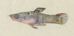 Plantagenet: Poeciliidae sp, Guppy