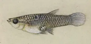 Plantagenet: Poeciliidae sp, Guppy