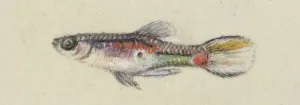Plantagenet: Poeciliidae sp, Guppy