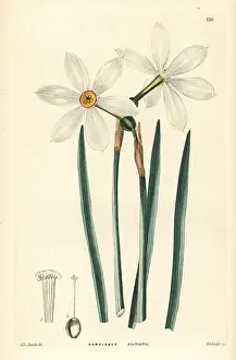 Subsp: Poet's daffodil, Narcissus poeticus subsp. radiiflorus