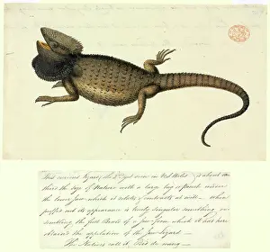 Wang: Pogona barbata, bearded dragon