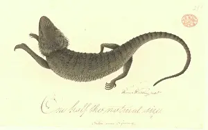 Wang: Pogono barbata, bearded dragon