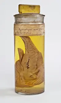 Perciform: Pogonophryne scotti