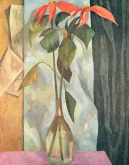 Angular: Poinsettia