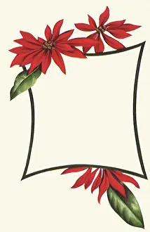 Poinsettias: Poinsettia Border