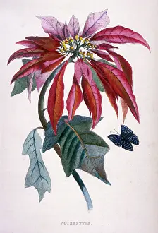 Poinsettias: Poinsettia and butterfly