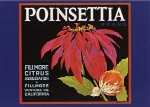 Poinsettia: Poinsettia Fruit Label
