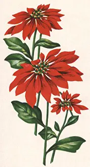 Poinsettias: Poinsettias