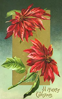 Poinsettias: Poinsettias