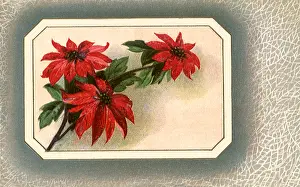 Poinsettias: Poinsettias