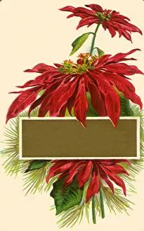 Overlay: Poinsettias