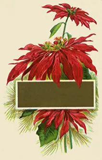 Poinsettias: Poinsettias
