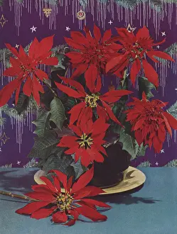 Poinsettias: Poinsettias in Bowl
