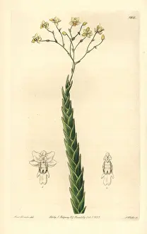 Acuta: Pointed lockhartia orchid, Lockhartia acuta