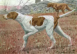 Hunts: Pointer