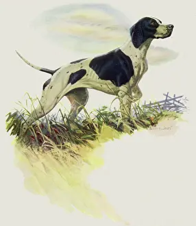 Canines: Pointer