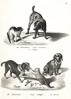 Brodtmann: Pointer, dachshund and basset hound