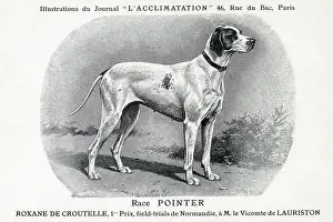 Pointers: Pointer Dog