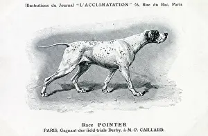 Pointers: Pointer Dog