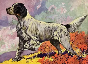 Illu: Pointer Dog