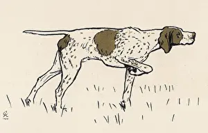 Ponto: Pointer dog on a day's shooting