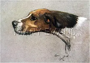 Pointers: Pointer dog, head study