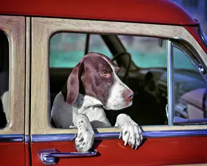 Pooch: Pointer Dog Looking Out Window Passenger Side
