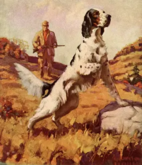 Picked: Pointer Standing Alert