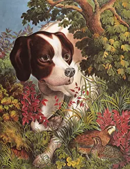 Canines: Pointing a Bevy